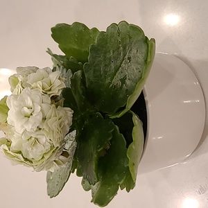 Pottery Barn Modern Planter